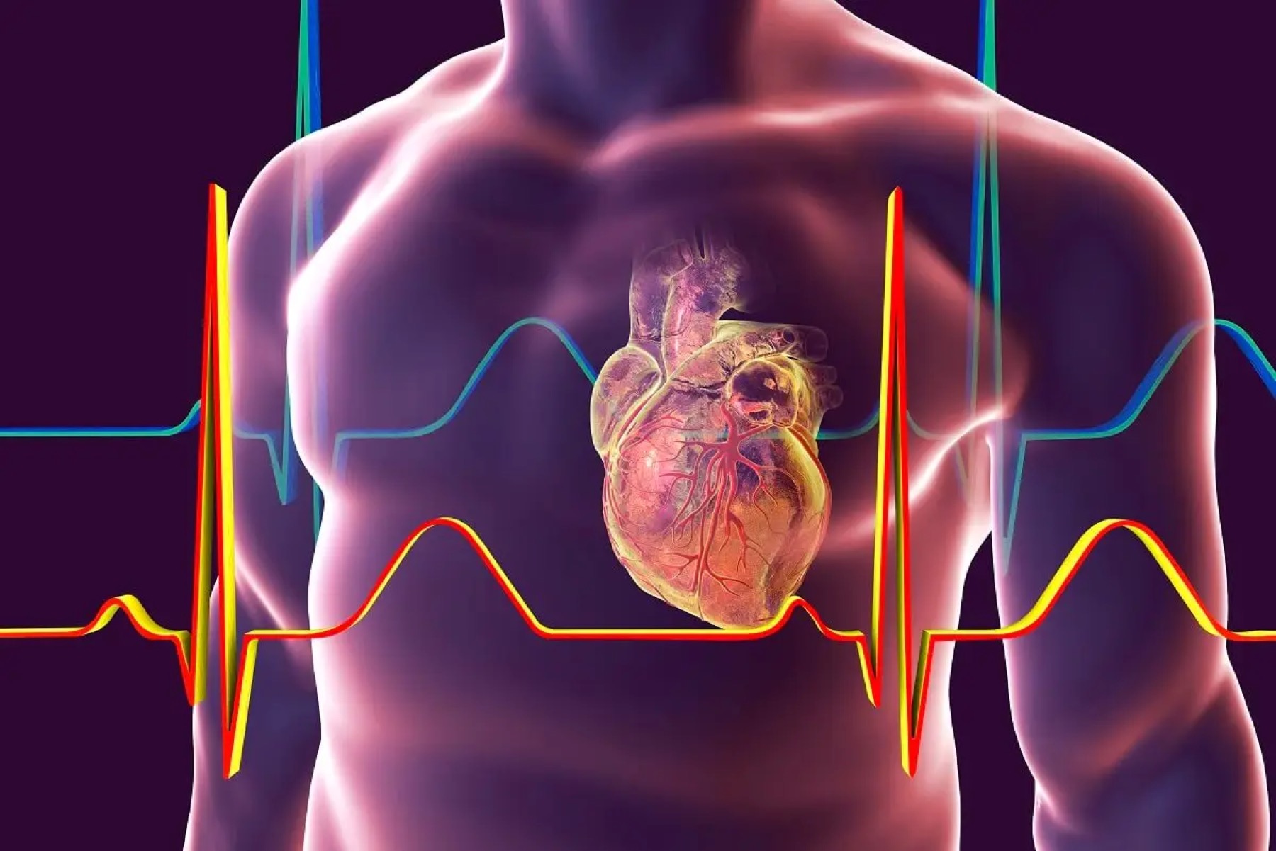 Illustration of a heart with ECG rhythm lines.